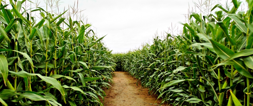 Genetically modified crops: Time to move on from theological dispute Genetically modified crops: Time to move on from theological dispute
